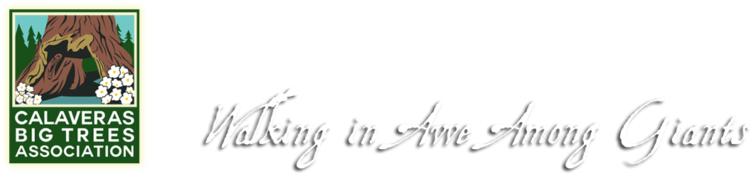 Calaveras Big Trees Stock Photo Edit Now 1064746592