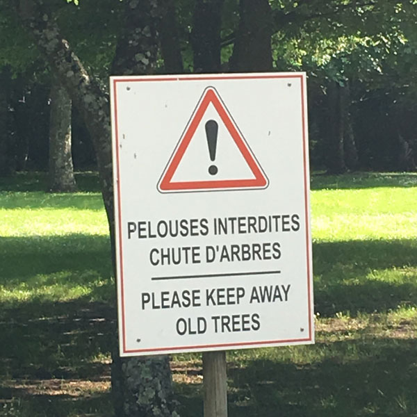 no old trees allowed