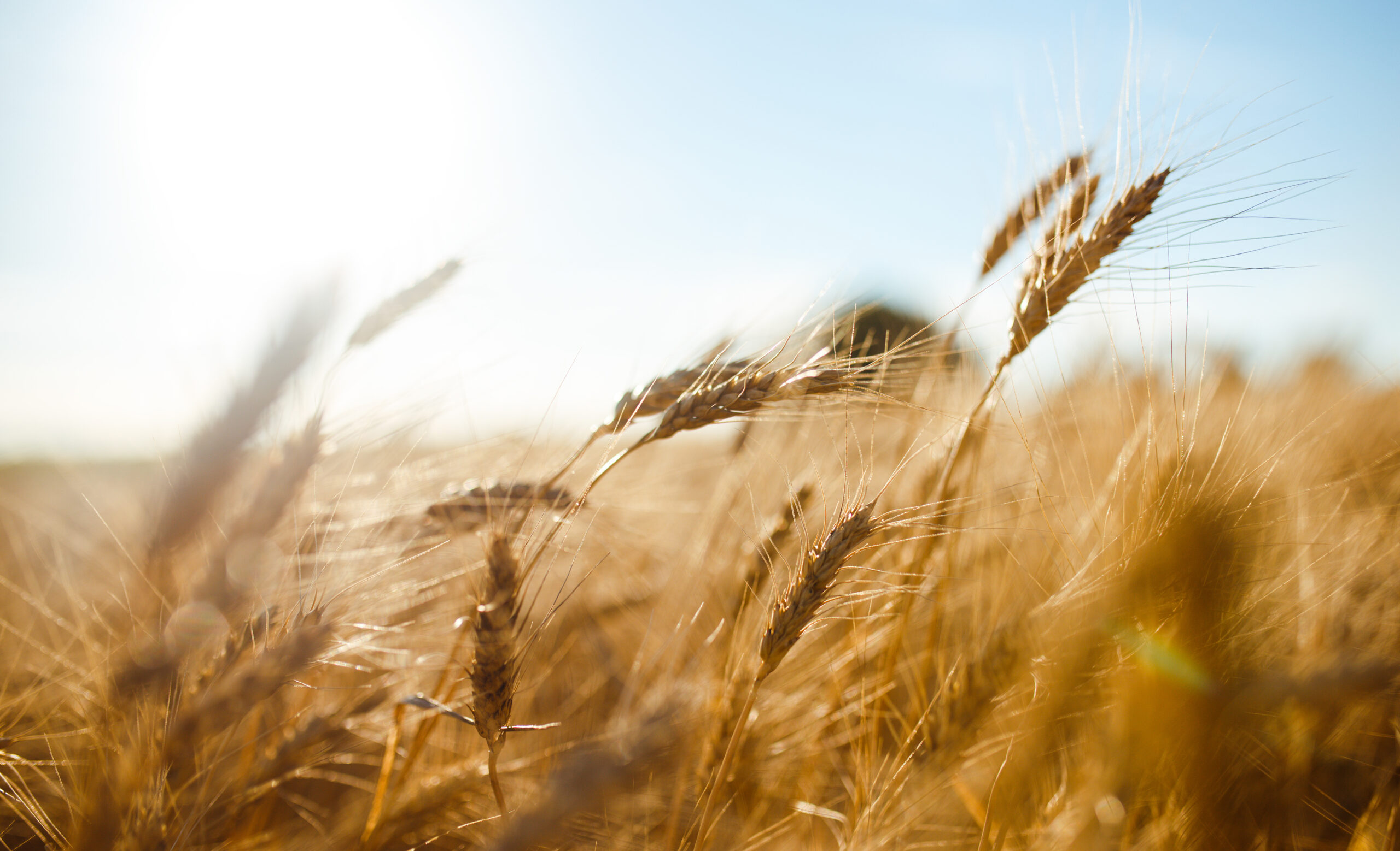 Close-up of wheat oars