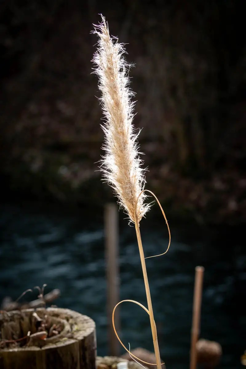 Gartenmomente im Januar
