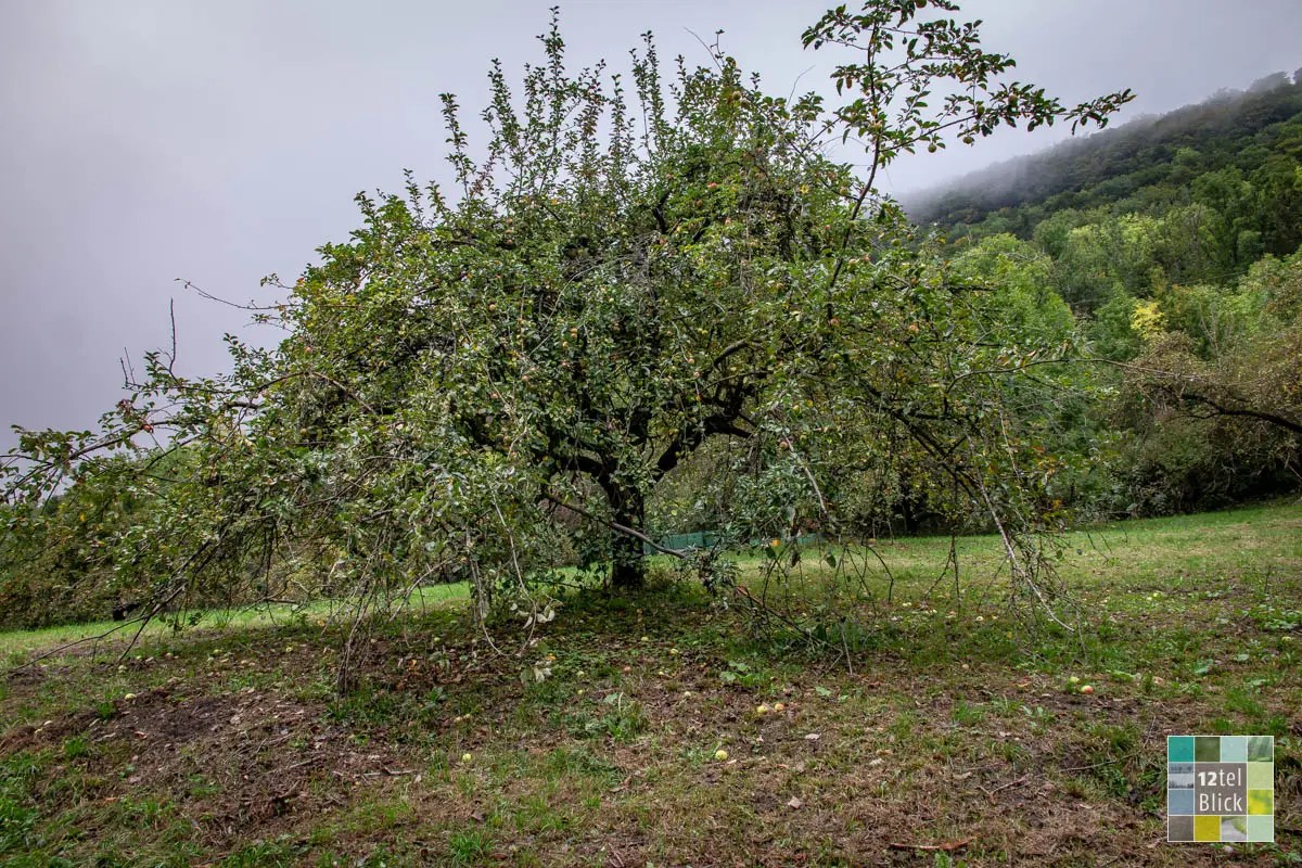 12tel Blick im September