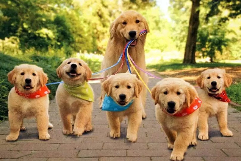 Kedi mi köpek mi daha zeki?