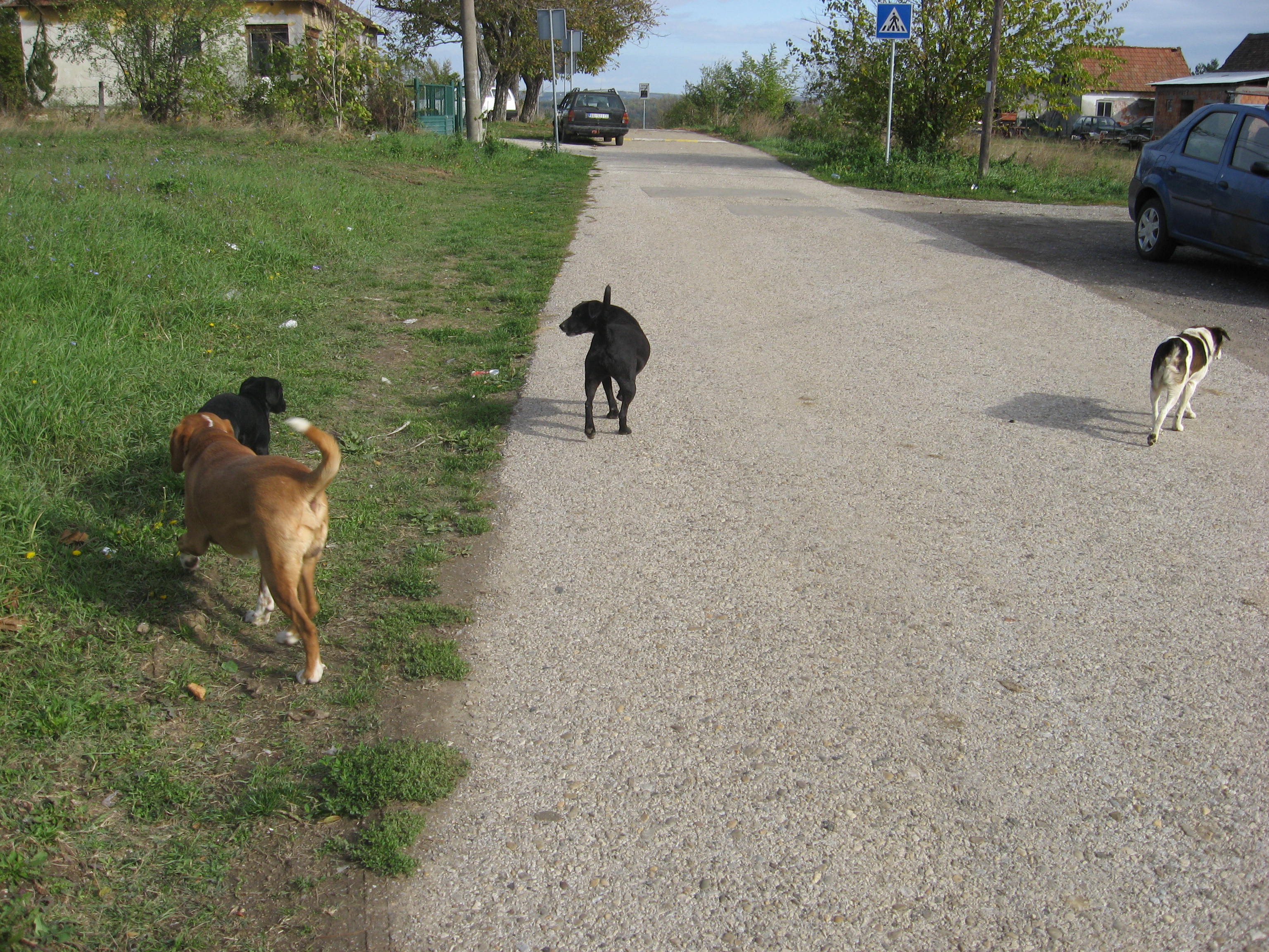 Smeta nam veliki broj pasa lutalica na ulicama našeg sela!