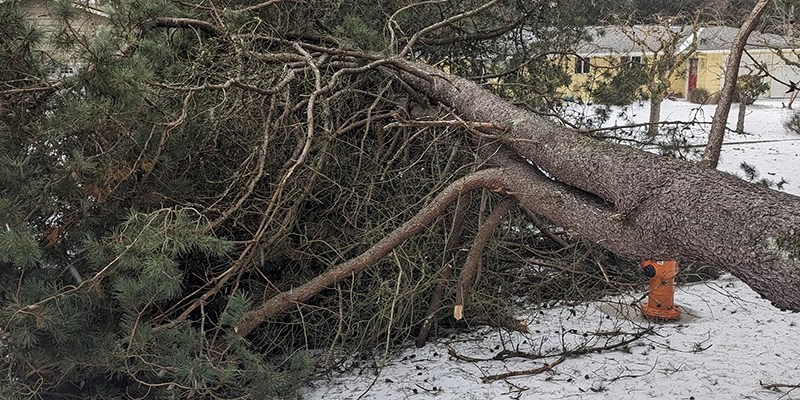 Storm Aftermath: Tree and Brush Clean-up for Community Safety in Tillamook County