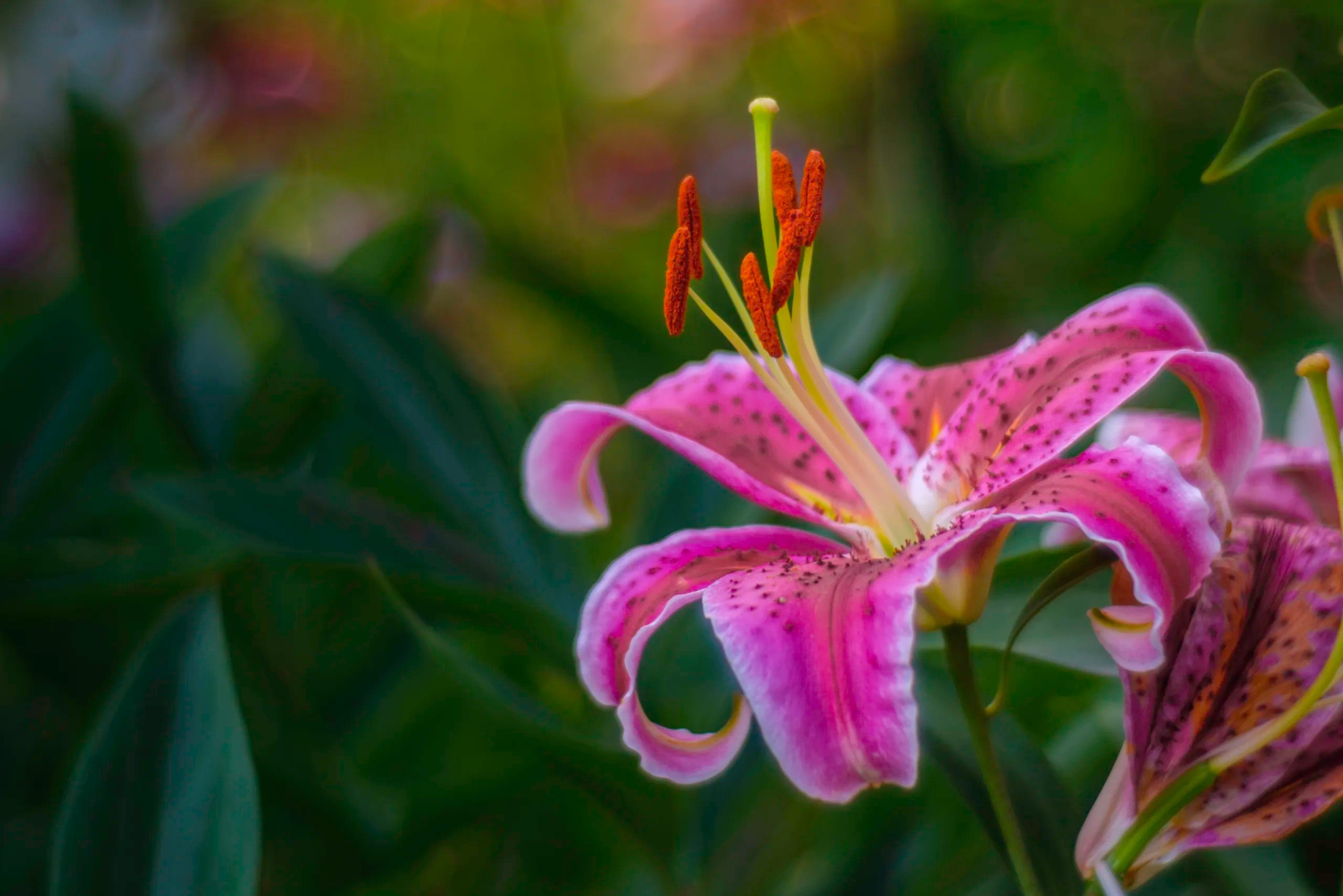 Meyer Primoplan 58 mm f/1.9 Review