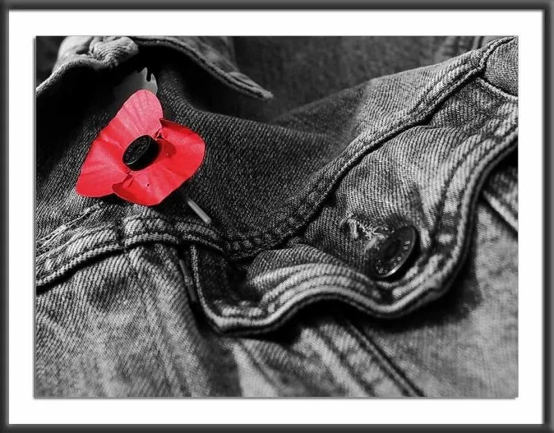 Veterans Day Poppy