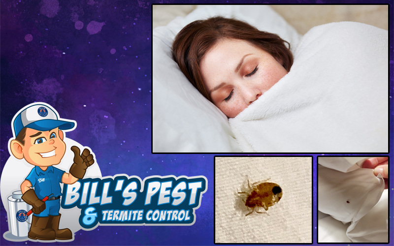 Bed Bug Services