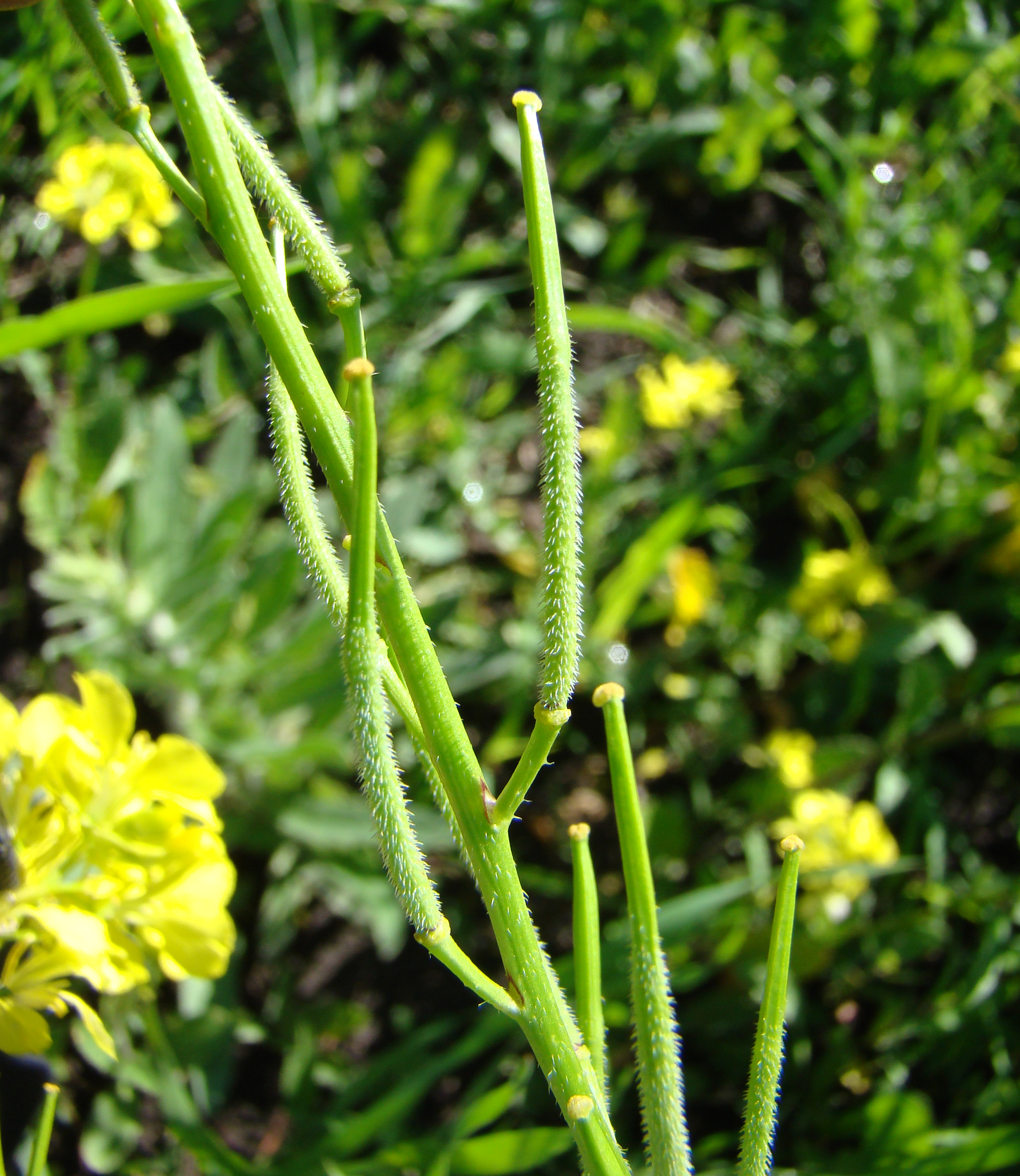 The first checklist of alien vascular plants of Kyrgyzstan, with new  records and critical evaluation of earlier data. Contribution 3