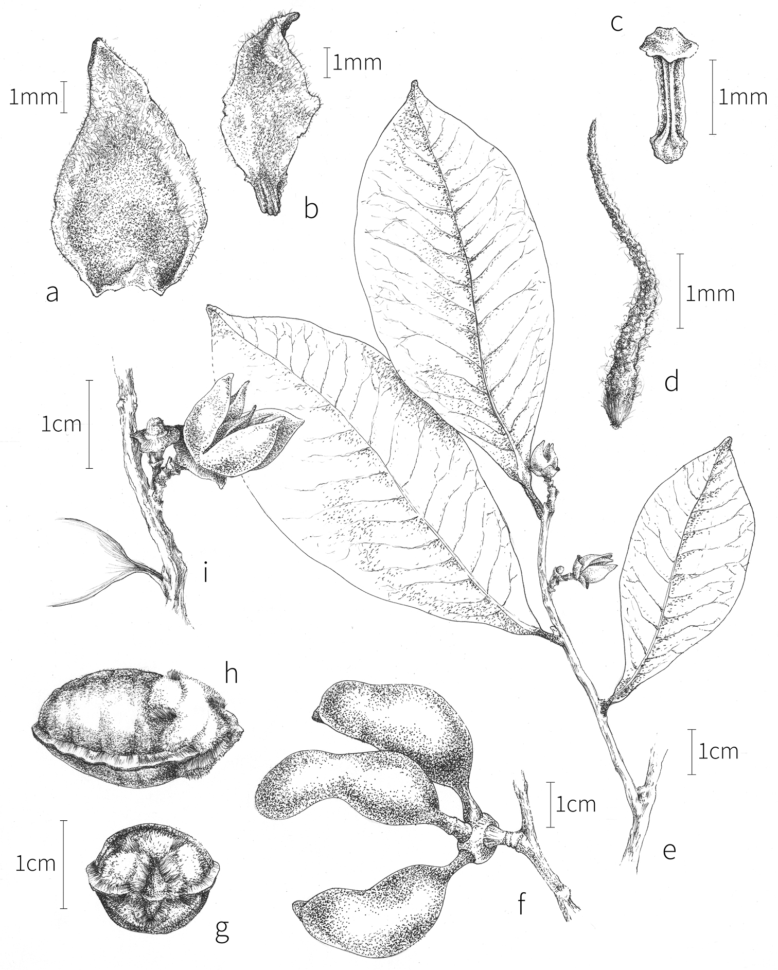 A revision of Xylopia L. (Annonaceae): the species of Tropical Africa