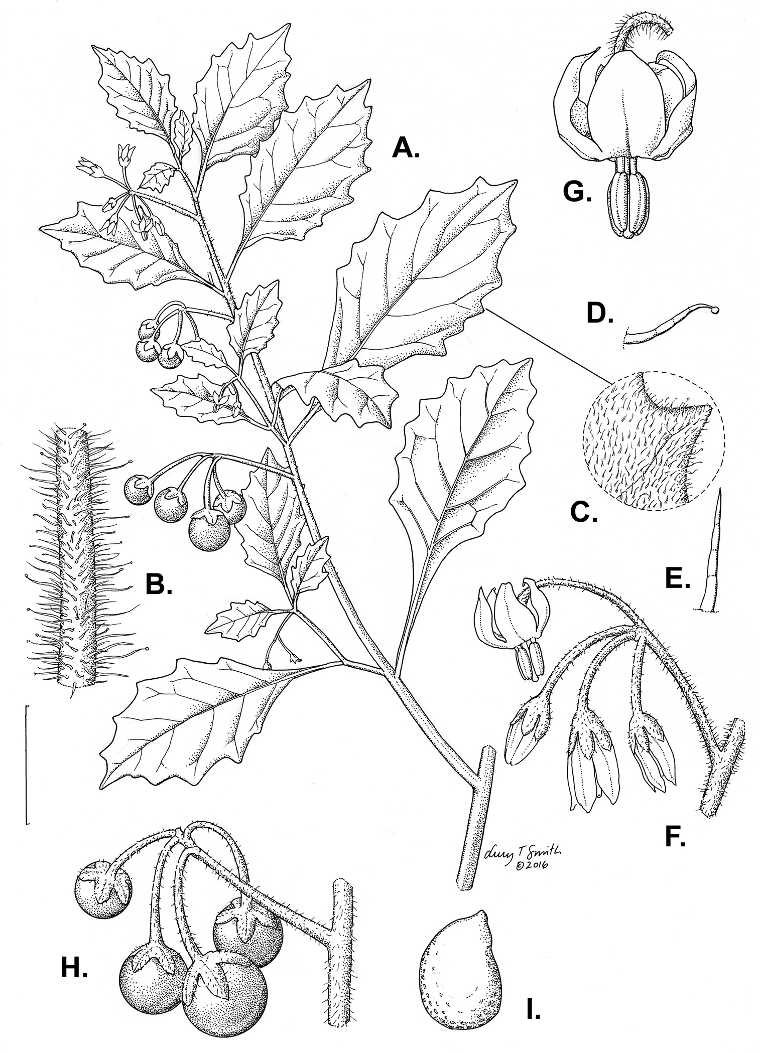 A revision of the Old World Black Nightshades (Morelloid clade of Solanum  L., Solanaceae)