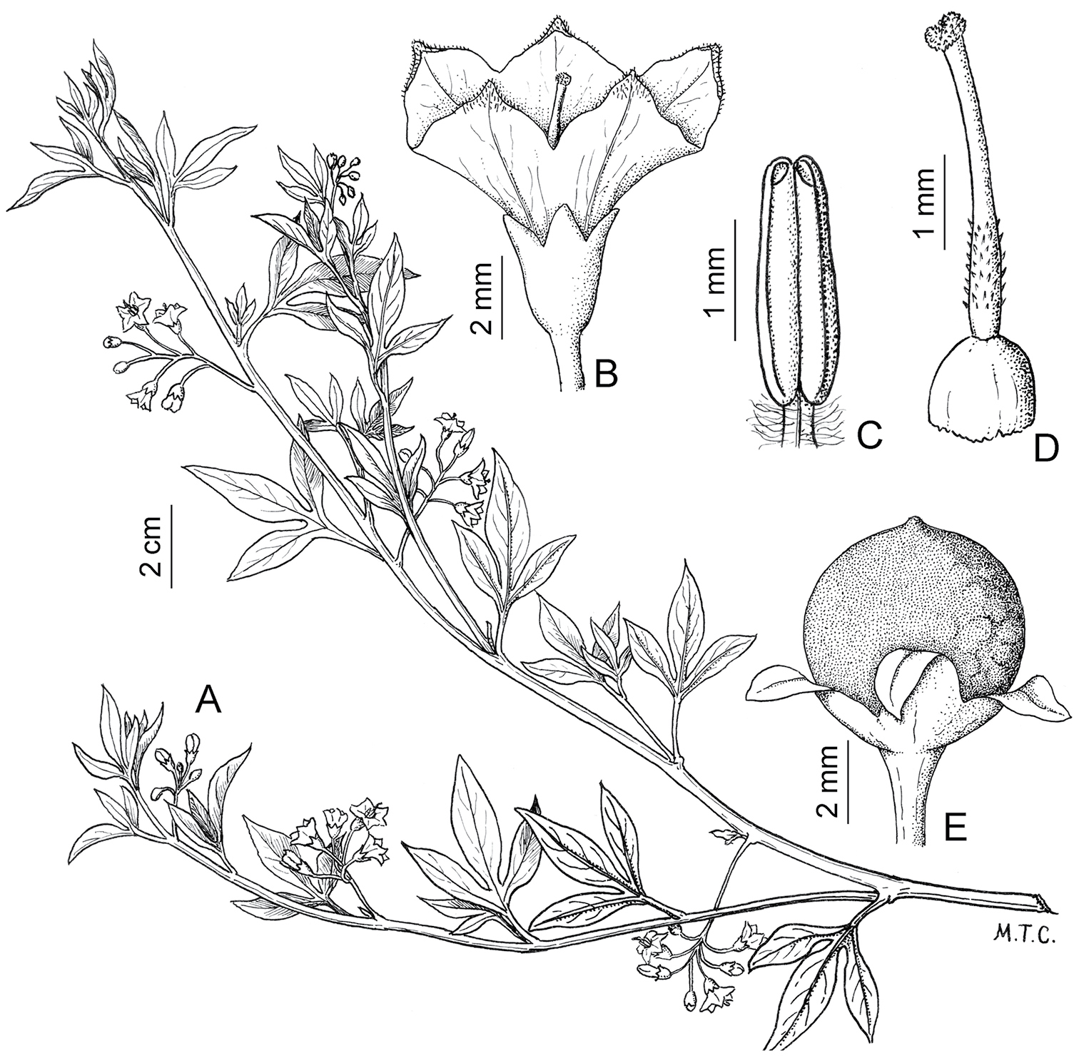 A revision of the Old World Black Nightshades (Morelloid clade of Solanum  L., Solanaceae)