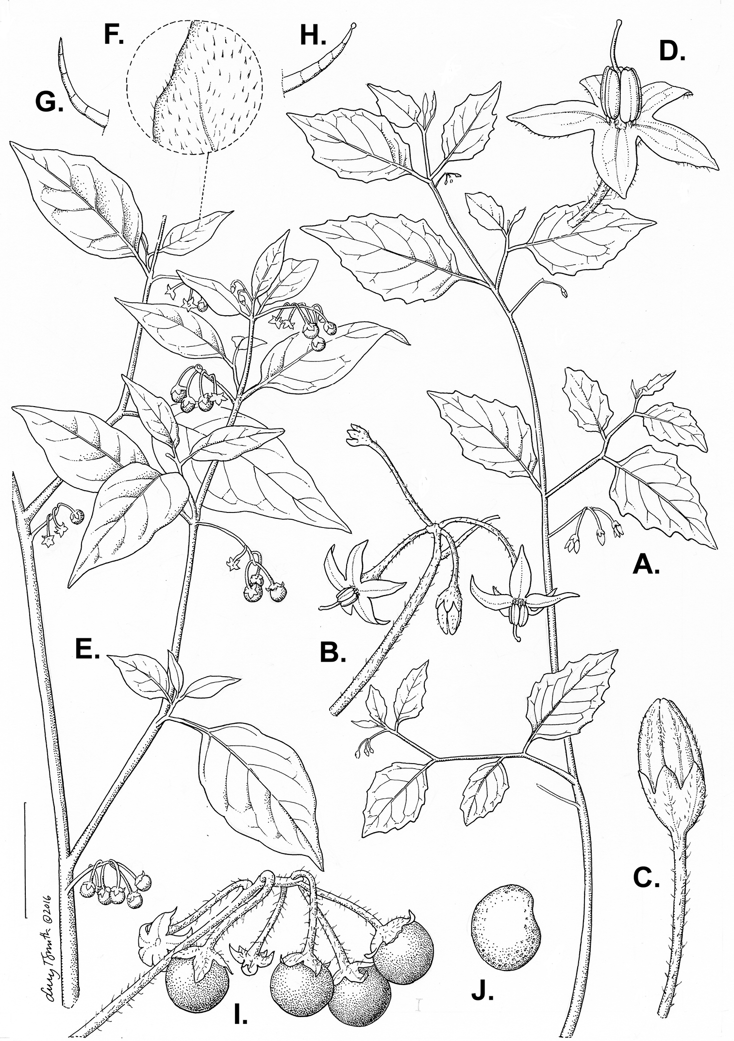 A revision of the Old World Black Nightshades (Morelloid clade of Solanum  L., Solanaceae)