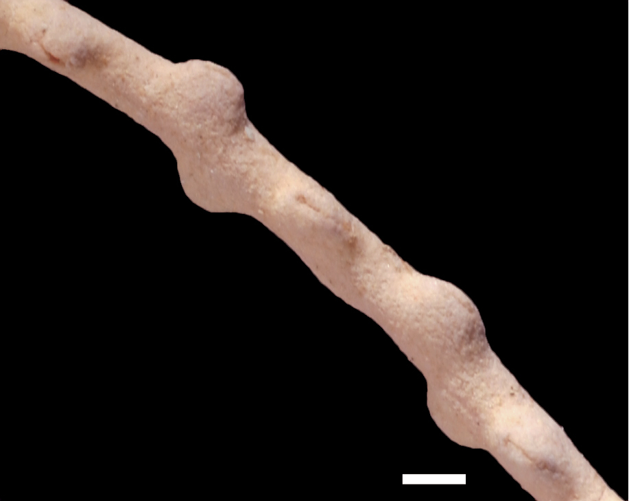 A Review Of Gorgonian Coral Species Cnidaria Octocorallia
