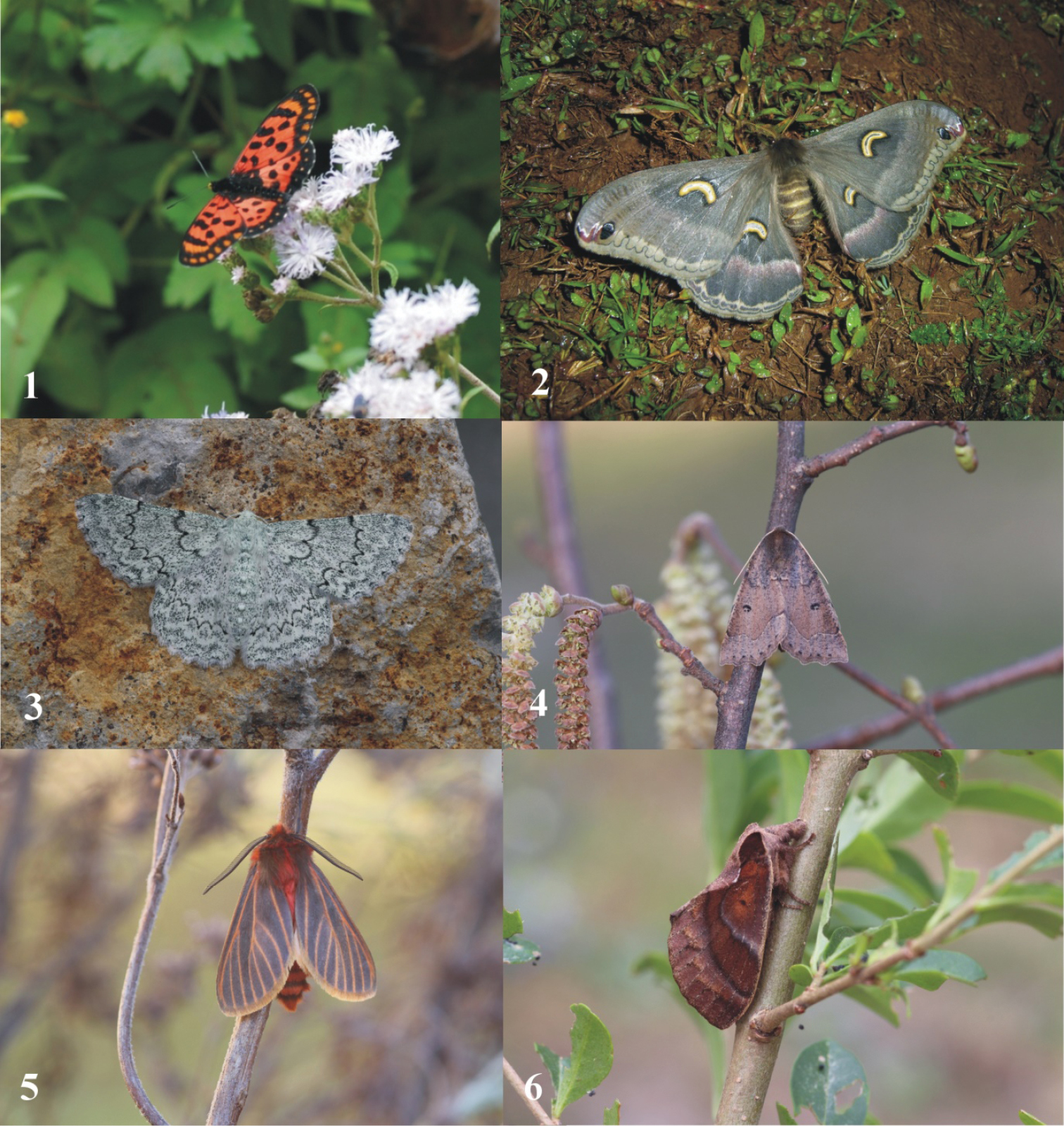 Lepidopteran Biodiversity Of Ethiopia: Current Knowledge And Future Perspectives. - Abstract - Europe Pmc 1599_x_1512_jpg