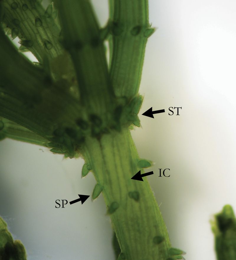 Chara Pdf Algae Biology - Best Vintage Textures in HD