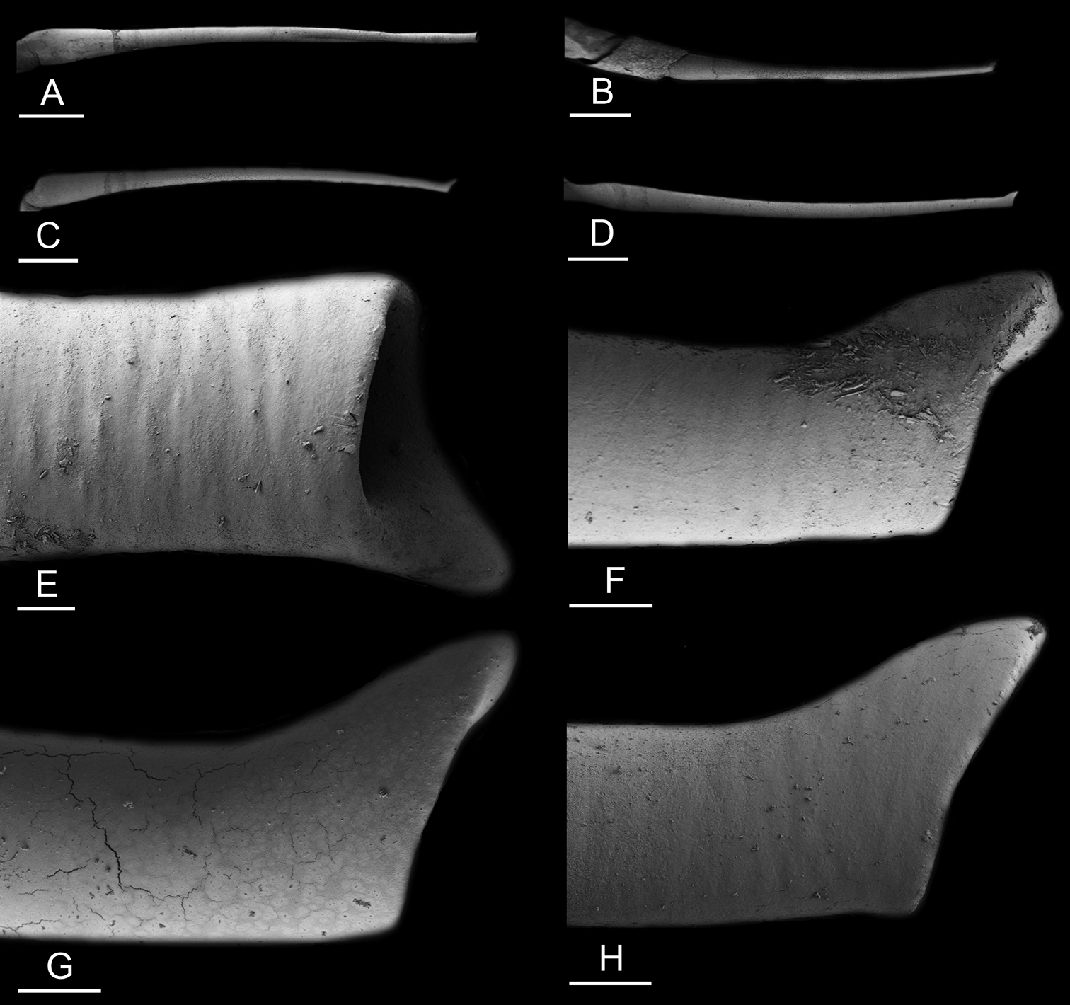 Pt borneo group manokwari / setelah udang, investor taiwan tertarik kembangkan. Labbe