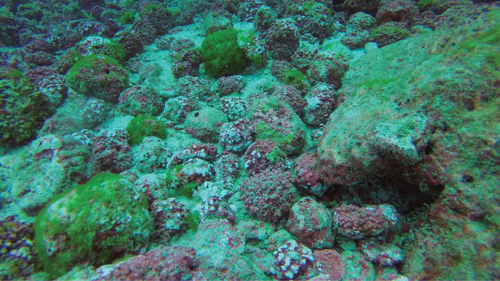 Philip Beesley S Stunning Semi Living Sculptures Sculptures Sculpture Projects Installation Art They grow as flat shell-like layers on the surface of rocks coral skeletons and even seagrass.