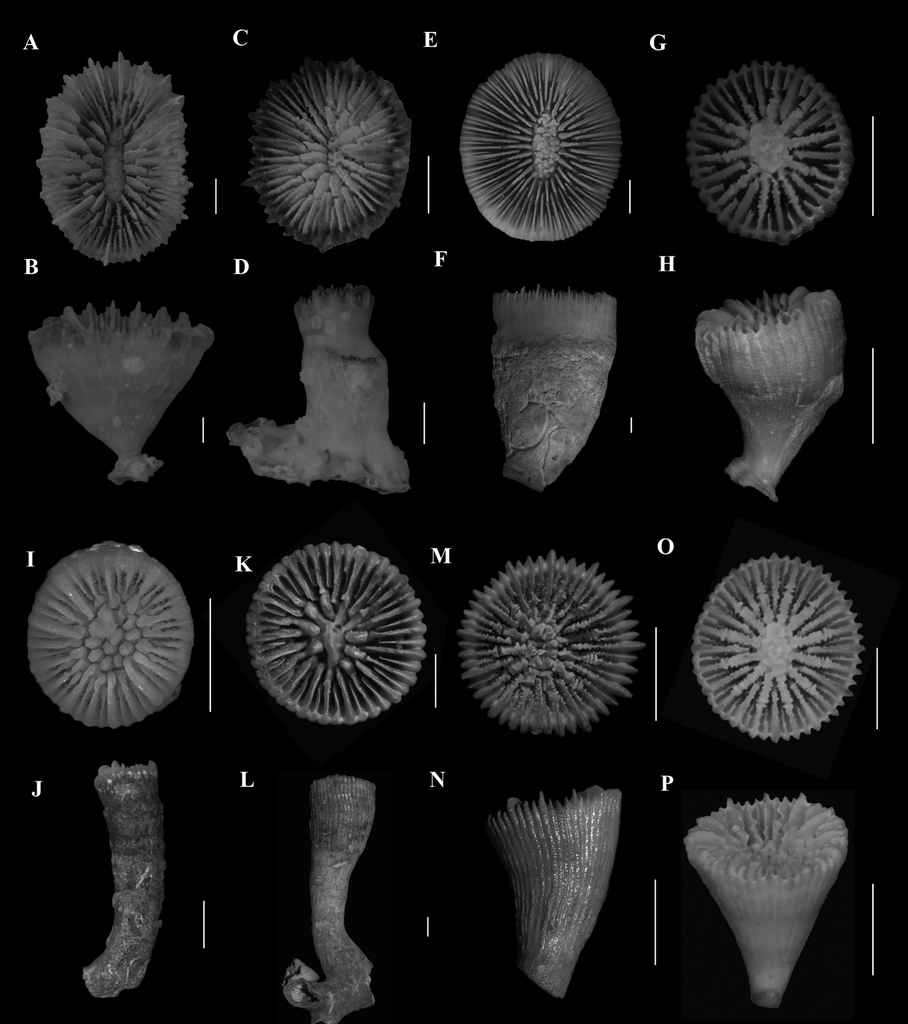 azooxanthellate scleractinia cnidaria anthozoa from south africa on andrew schiff net worth