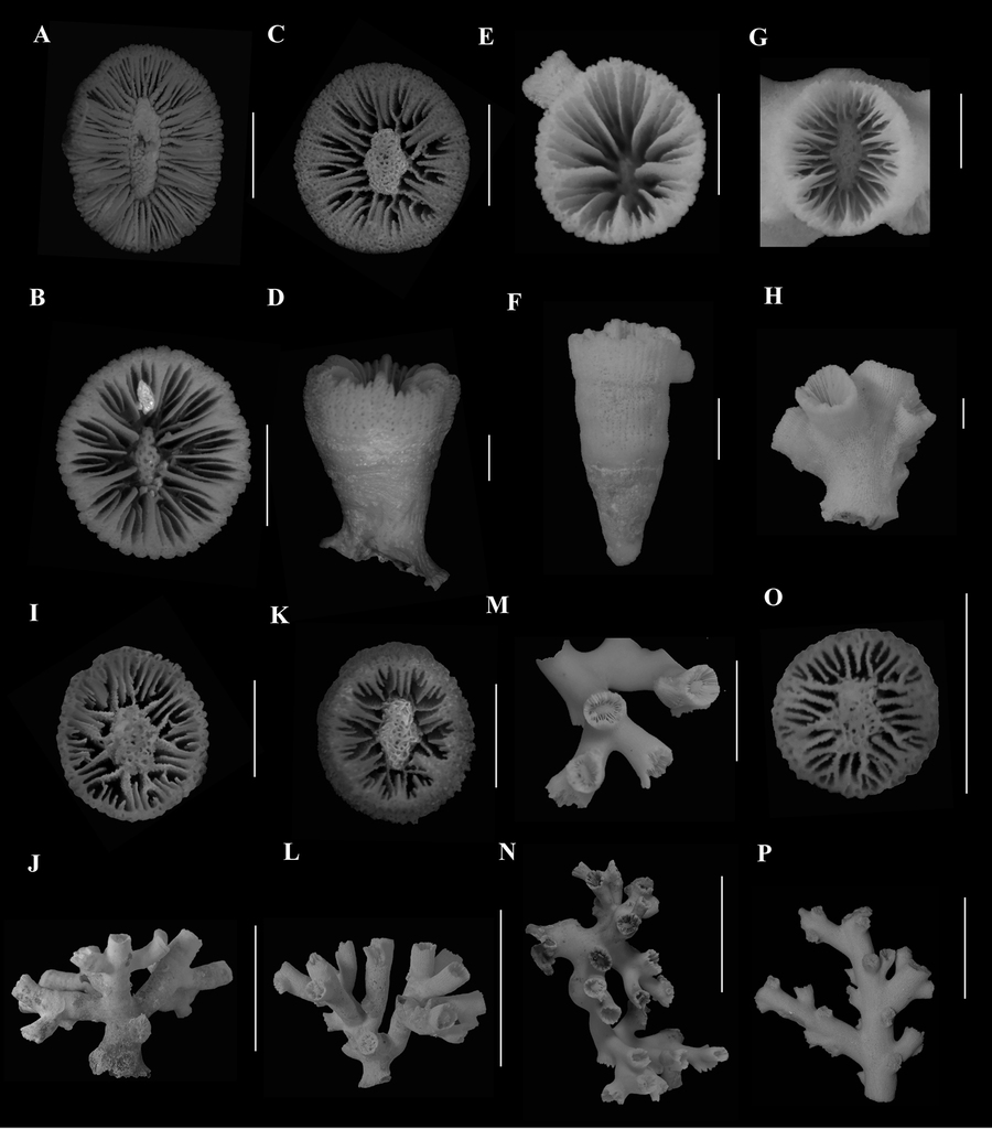 azooxanthellate scleractinia cnidaria anthozoa from south africa on andrew schiff net worth