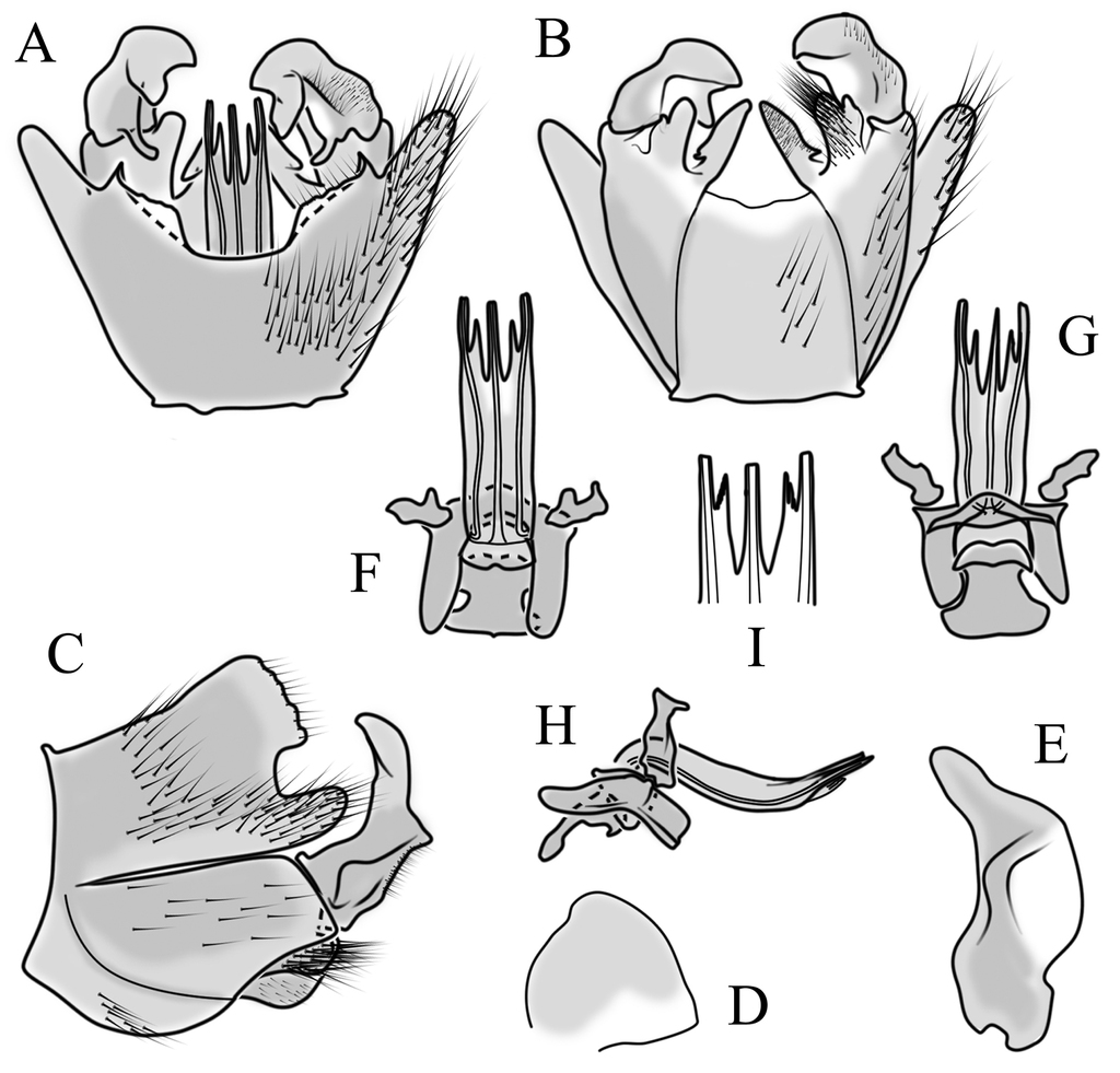 Notes on the taxonomic status and distribution of some Cylindrotomidae  (Diptera, Tipuloidea), with emphasis on Japanese species