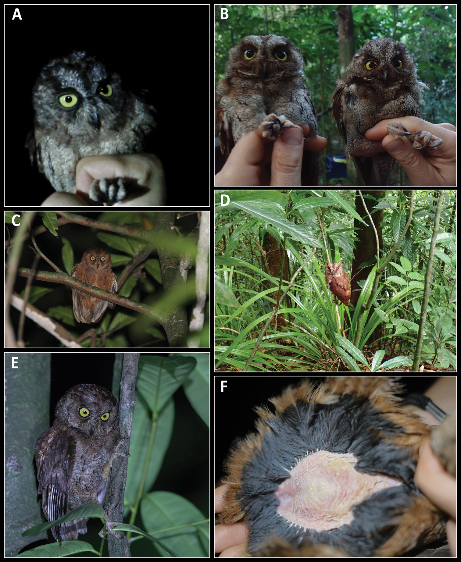 A new species of scops-owl (Aves, Strigiformes, Strigidae, Otus) from  Príncipe Island (Gulf of Guinea, Africa) and novel insights into the  systematic affinities within Otus
