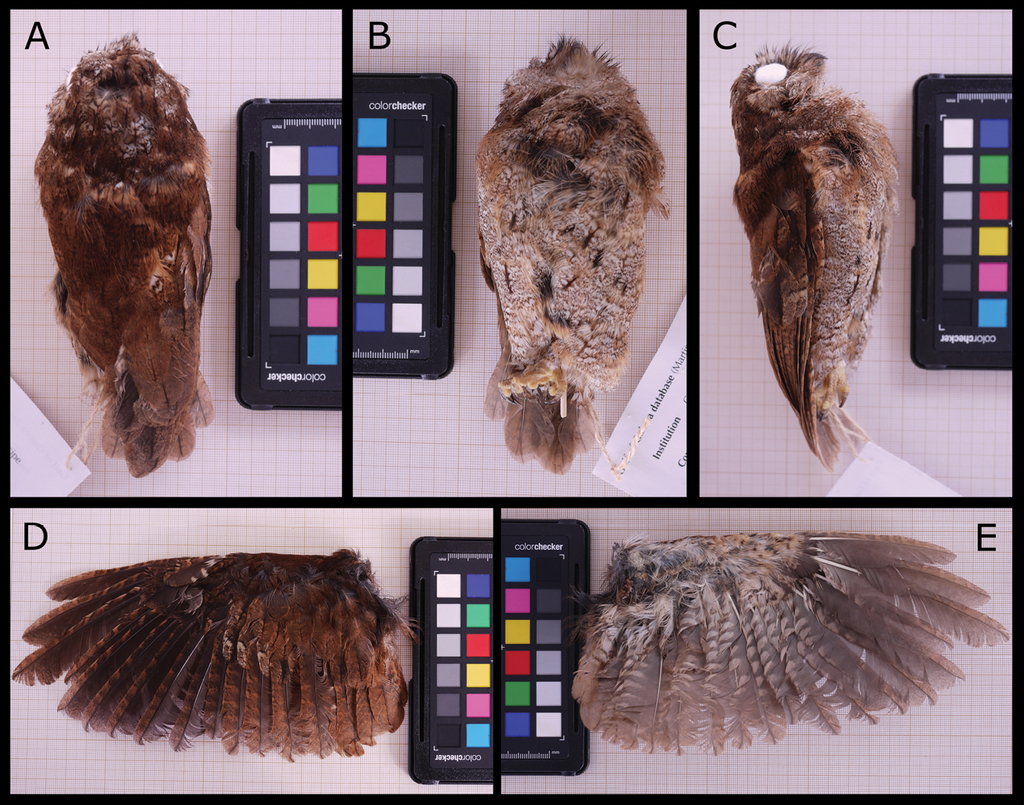 A new species of scops-owl (Aves, Strigiformes, Strigidae, Otus) from  Príncipe Island (Gulf of Guinea, Africa) and novel insights into the  systematic affinities within Otus