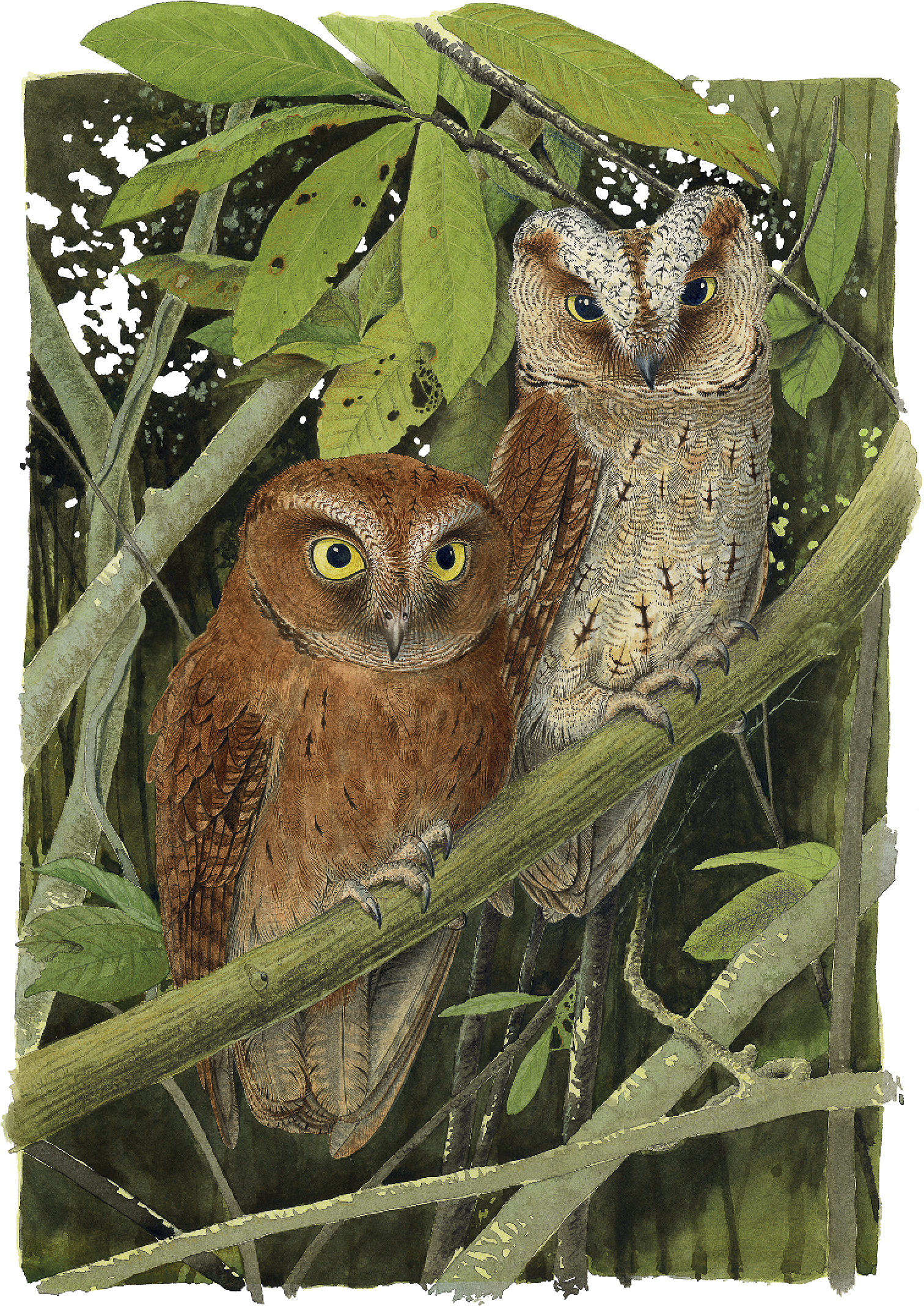 A new species of scops-owl (Aves, Strigiformes, Strigidae, Otus) from  Príncipe Island (Gulf of Guinea, Africa) and novel insights into the  systematic affinities within Otus