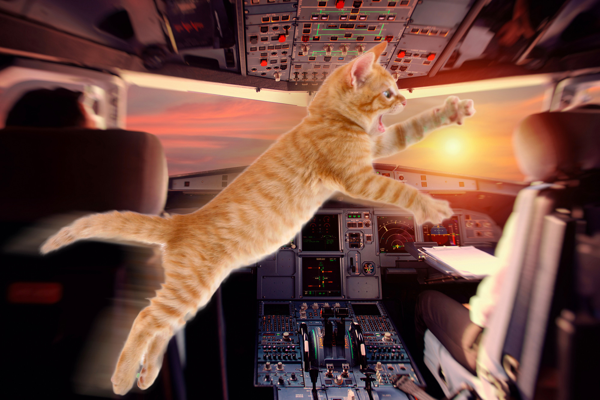 Flight grounded after grumpy cat attacks pilot