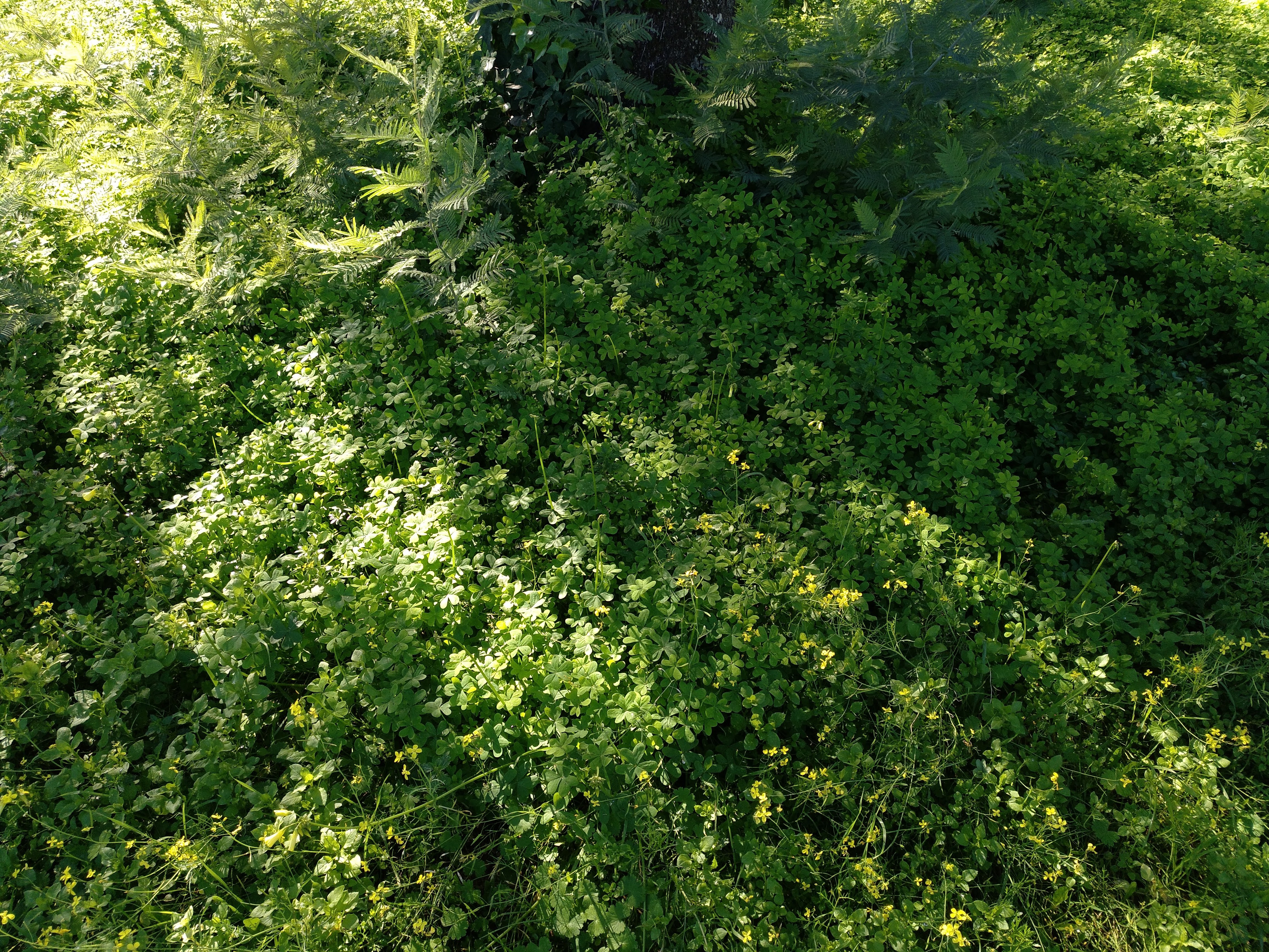 Green field of shamrocks