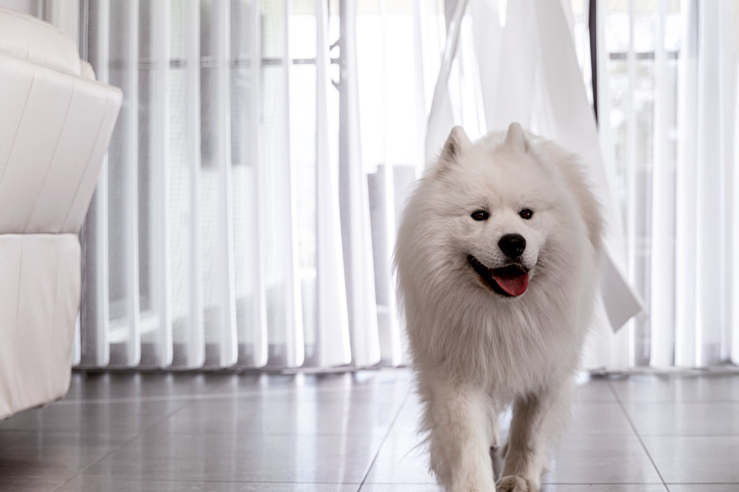 White fluffy Samoyed walking toward the camera in a bright living room with sheer white curtains.