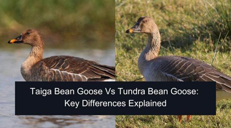 Taiga bean goose vs tundra bean goose: key differences explained