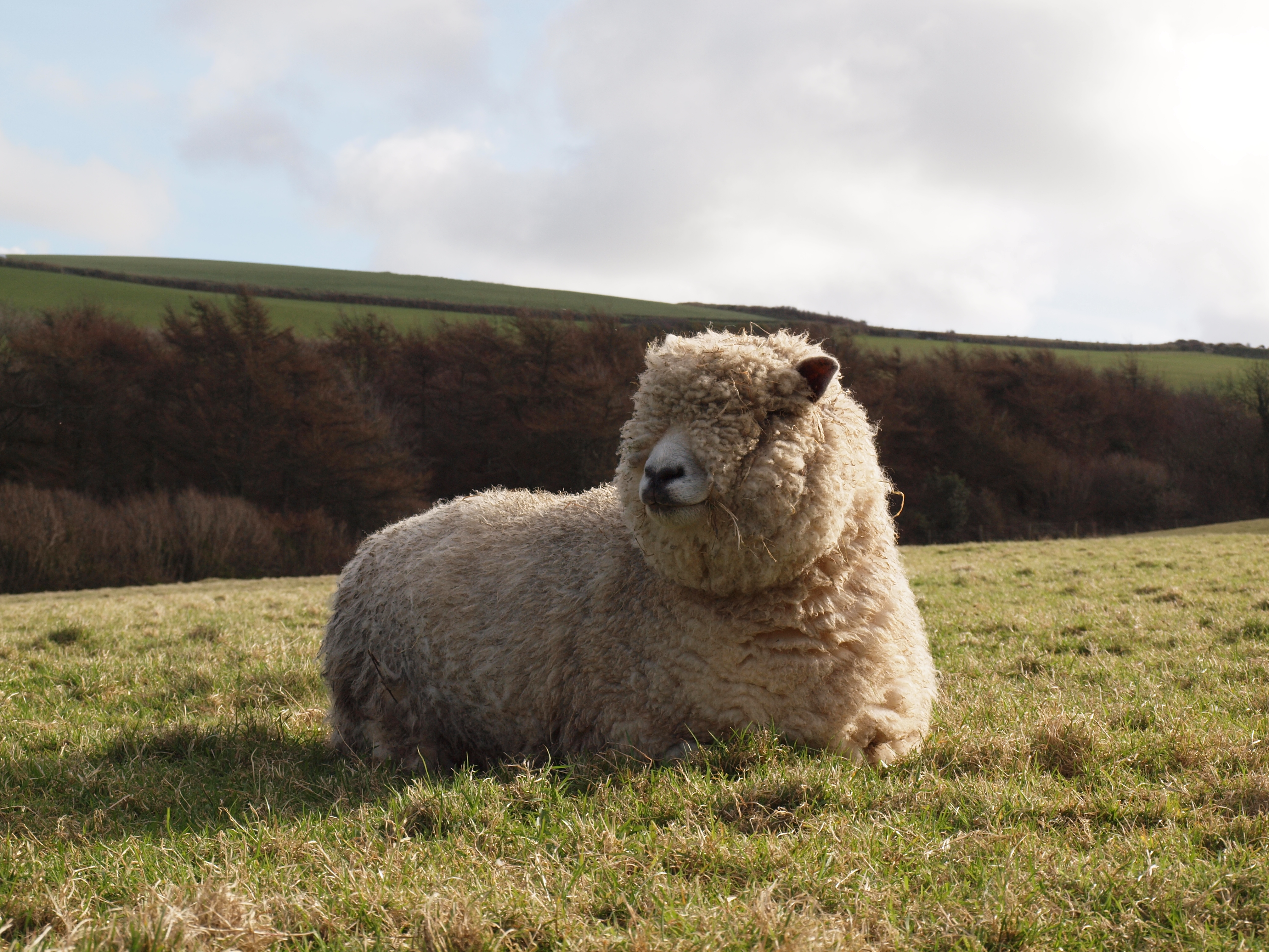 Ryeland ewe