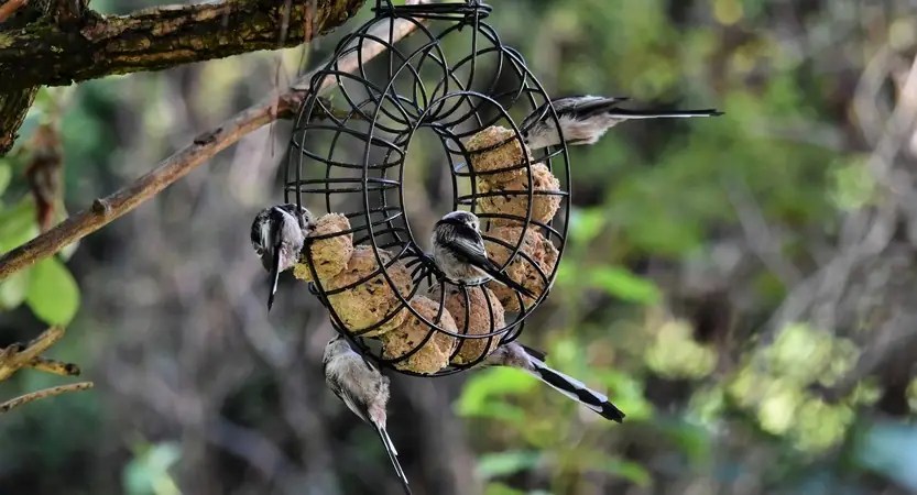 Mésange à longue queue