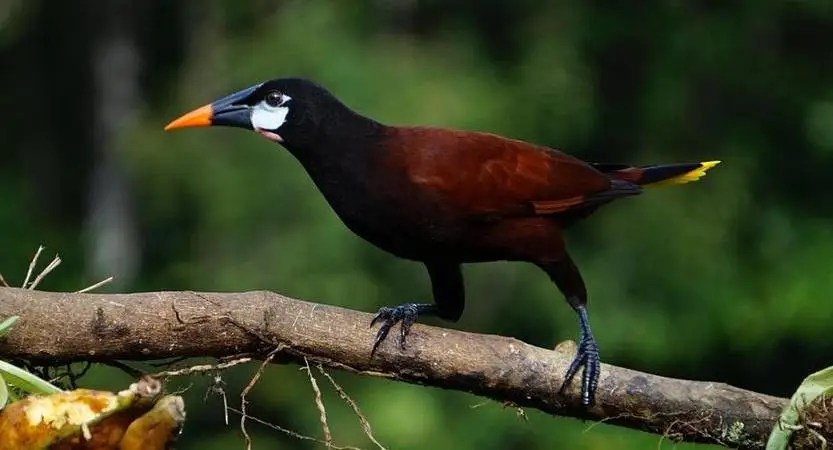 Cassique de Montezuma