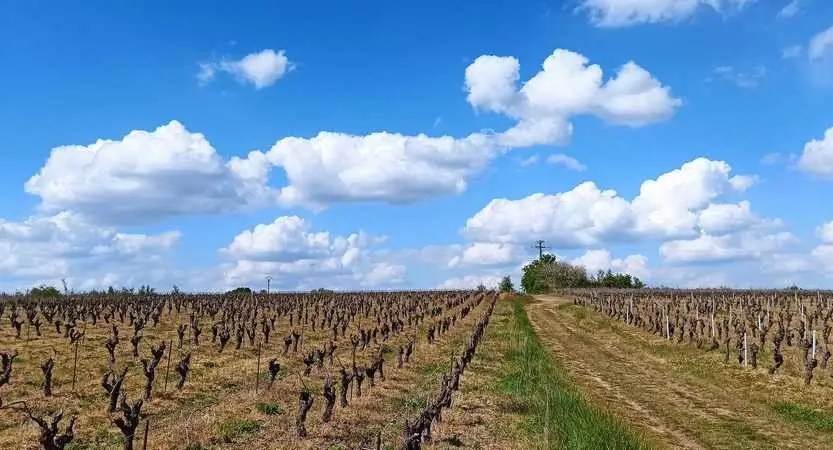 vignes côté musée au Pallet