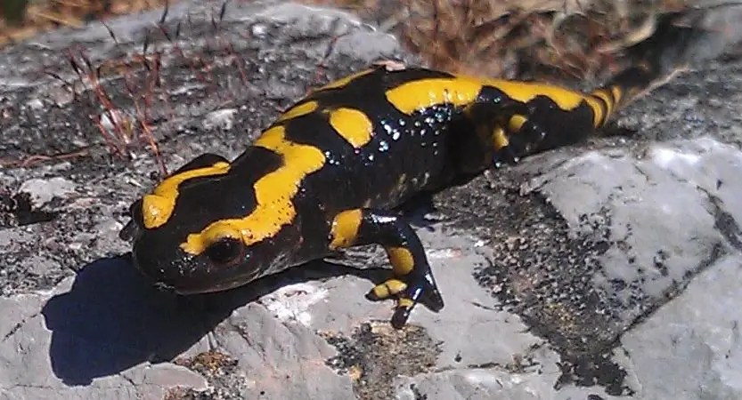 Salamandre tachetée