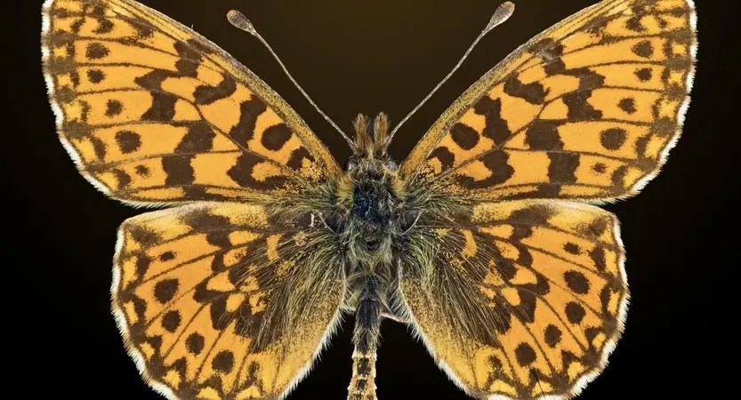 Petite Violette Header