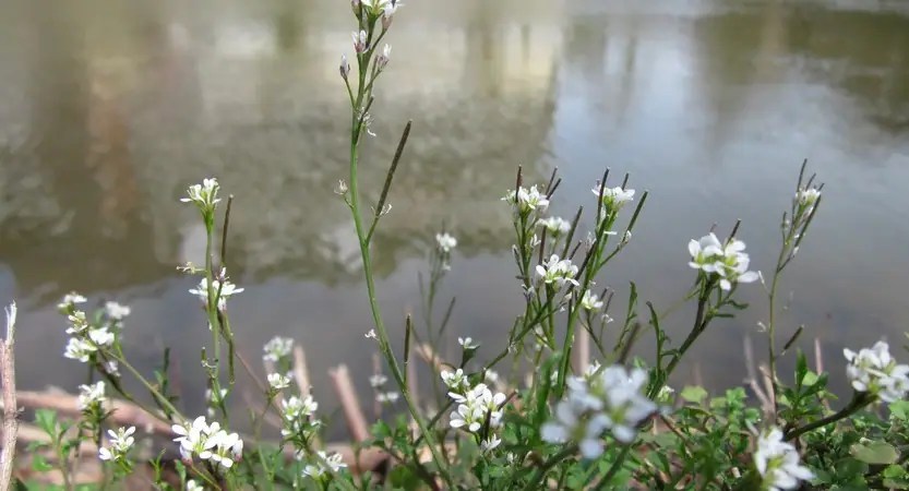Cardamine Hirsute au bord de l'eau