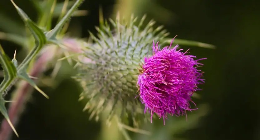 fleur de Cirse commun