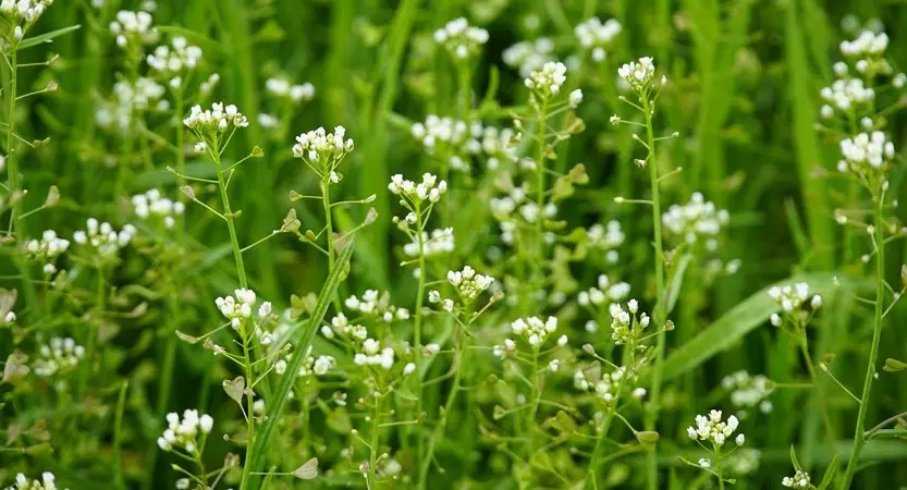 Capselle bourse-à-pasteur