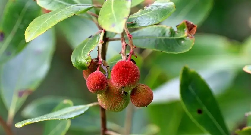 Sortie nature : Arbouses