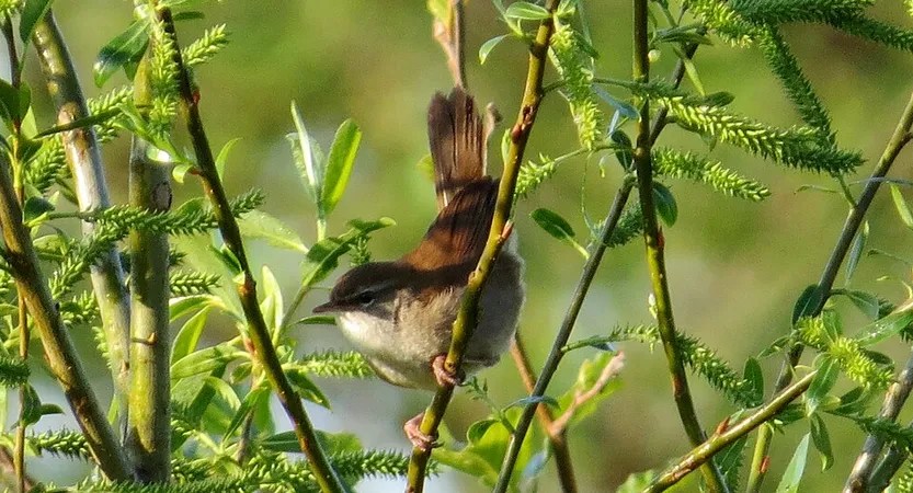 Bousacrle de Cetti par MPF