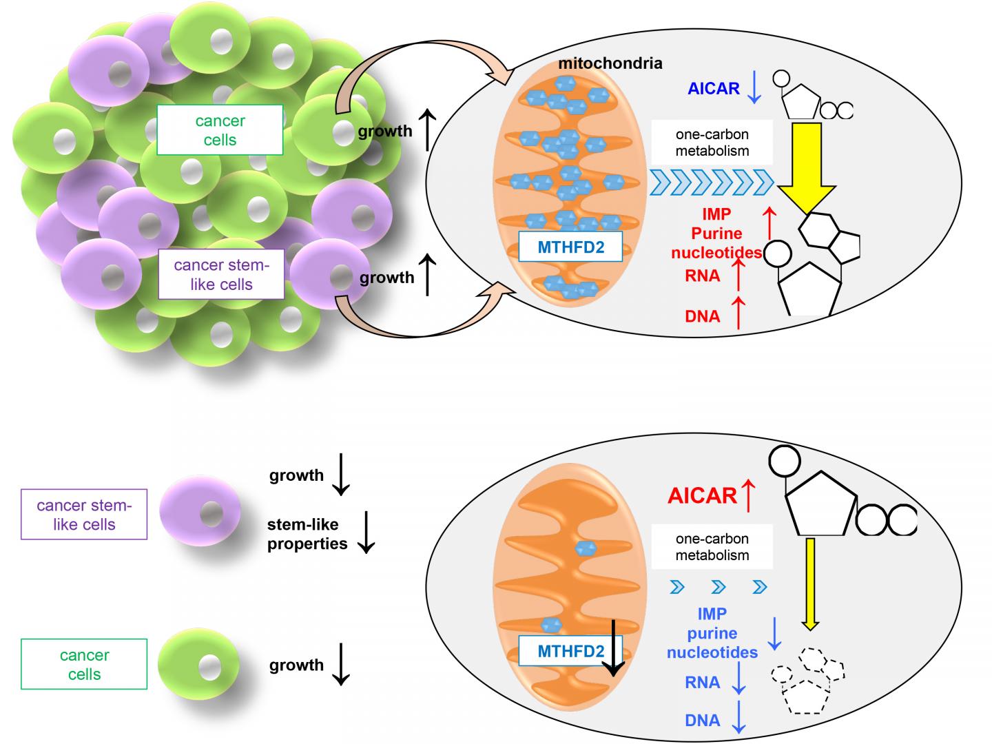 MTHFD2 mitochondrial metabolic enzyme maintains cancer