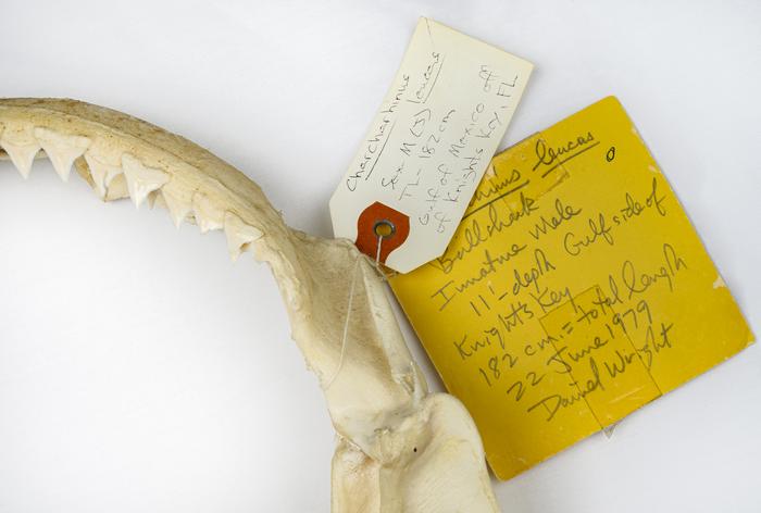 Significant Decline in Unprovoked Shark Bites Reported in 2024, According to International Shark Attack File