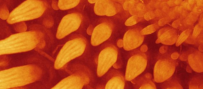 Unraveling the Evolutionary Path: How Dinosaurs Gave Rise to Feathers and Birds