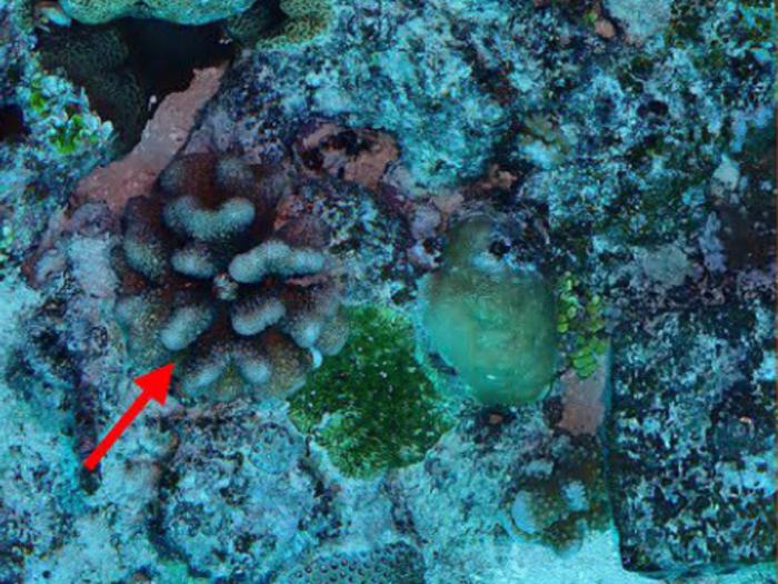 May Research Highlights from the Ecological Society of America