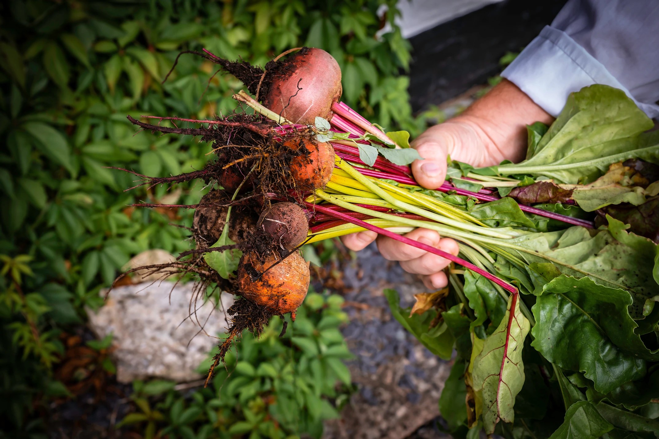 Can Beets Really Help with Depression?