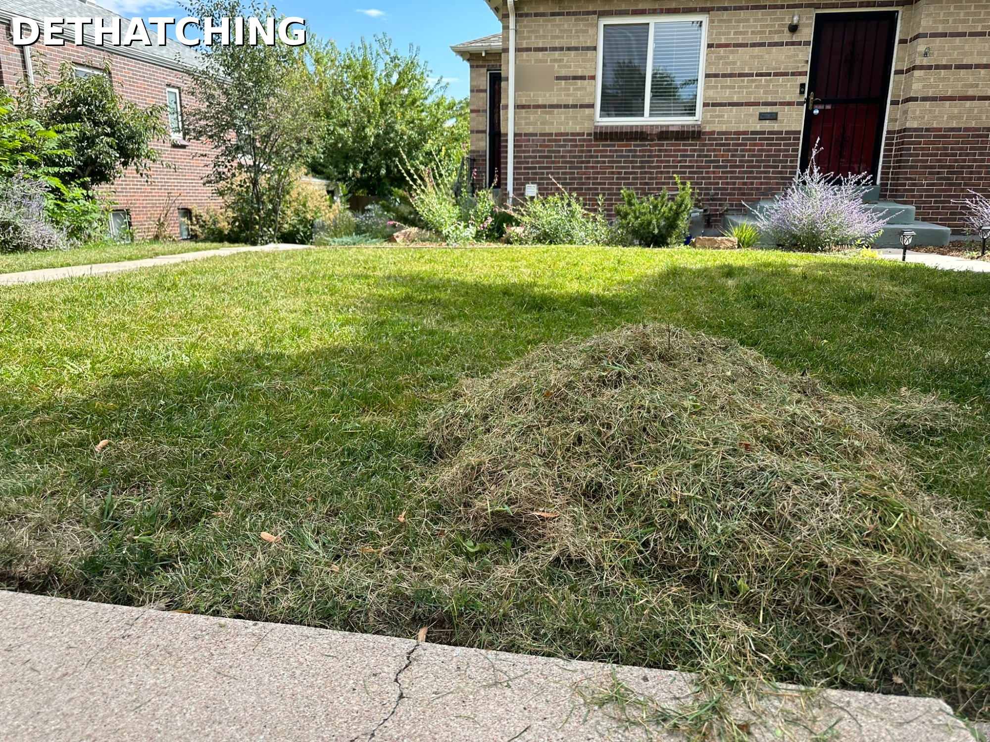 Thatch removed from a Denver lawn during dethatching