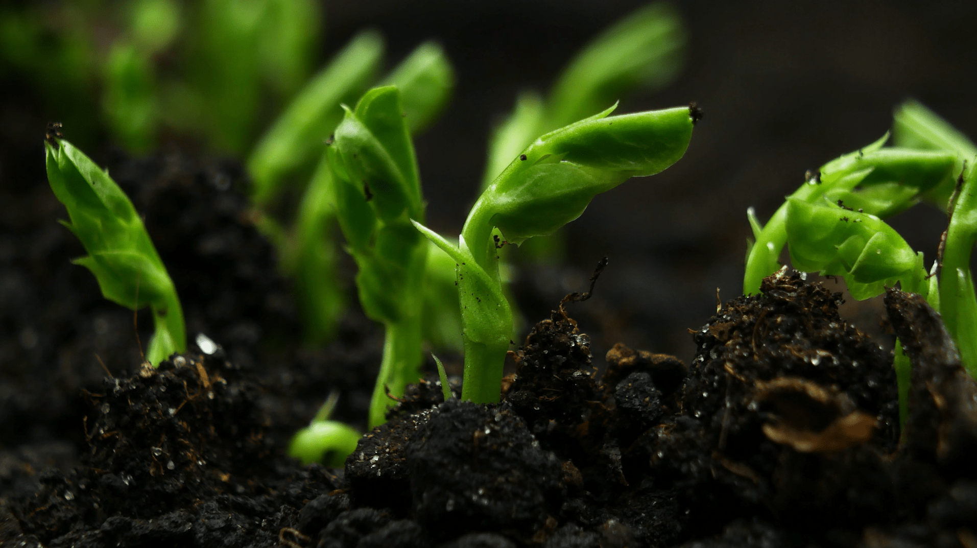 Adaptive Biological Technology - High Quality Desktop Landscape Arts | Free Download