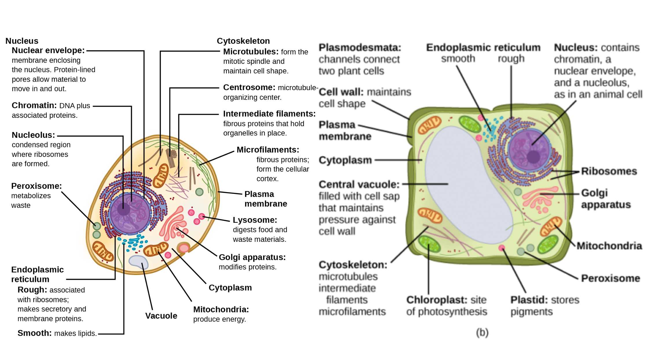 Parts of the eukaryotic cell function of organelles color and label